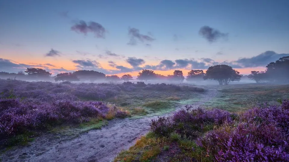 Paarse heide bij zonsopkomst op de Veluwe bij Putten