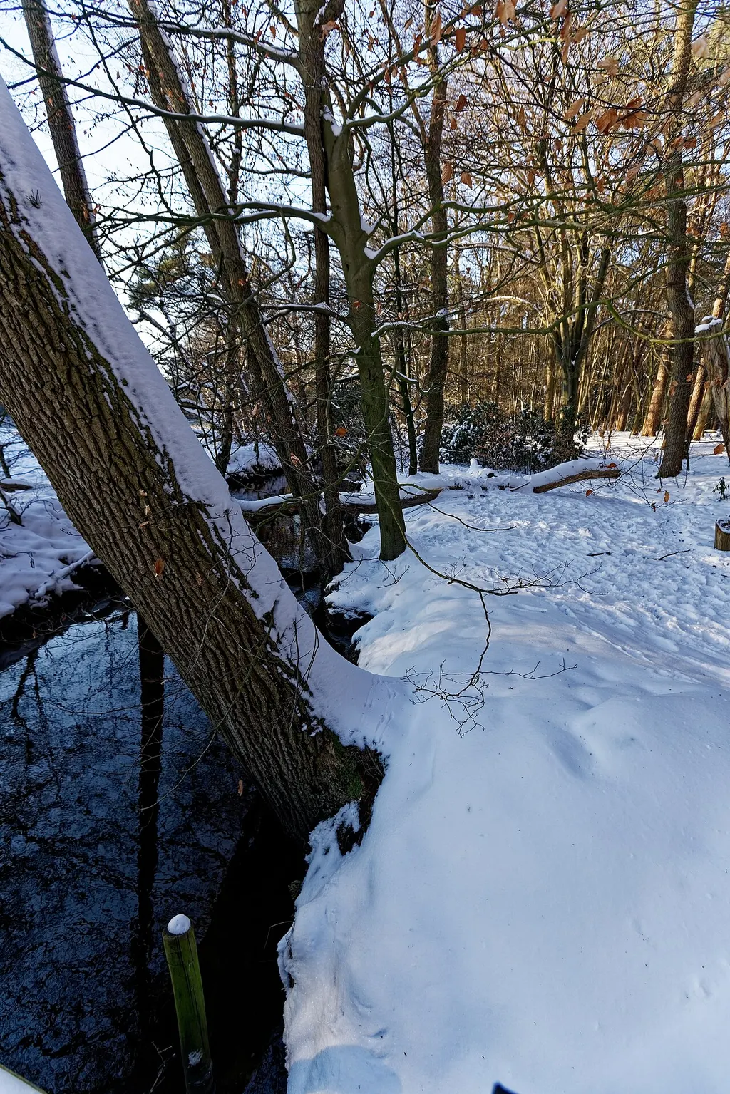 Leuvenumse bos & Hierdense Beek bij Putten op de Veluwe