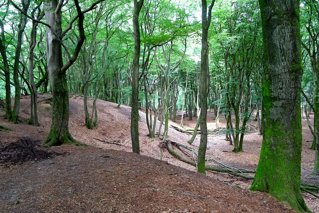 Speulder- en Sprielderbos bij Putten op de Veluwe